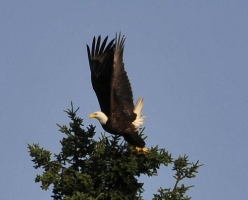 An eagle mid-flight. It's no surprise that they are considered one of the most majestic birds in the world.