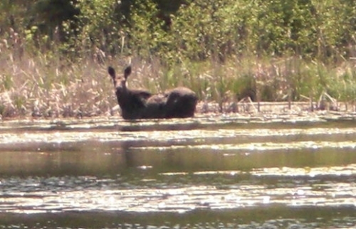 A nice cow moose spotted near the shore of a lake. I wonder if she will be seen again in hunting season?