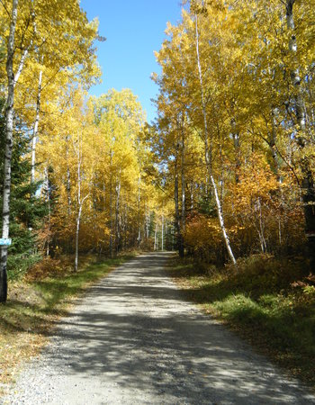 Some nice fall colours show on the leaves, signalling cooler temperatures. Fall is a colourful time of year in the Patricia Region.