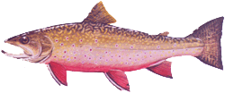 Brook Trout