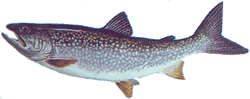 Lake Trout