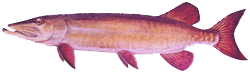 Muskellunge