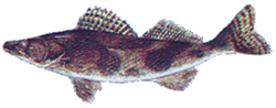 Sauger