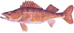 Walleye