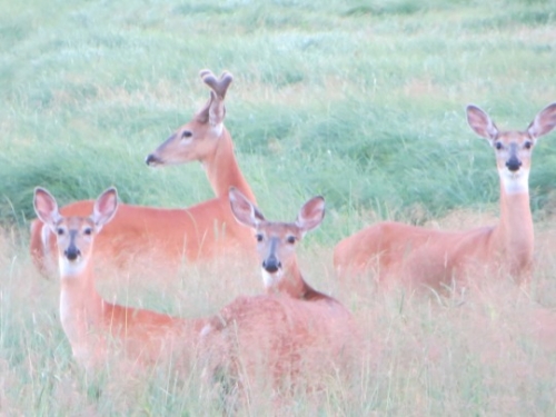 A small group of deer spotted in a field. Just look at how beautifully coloured they are! 